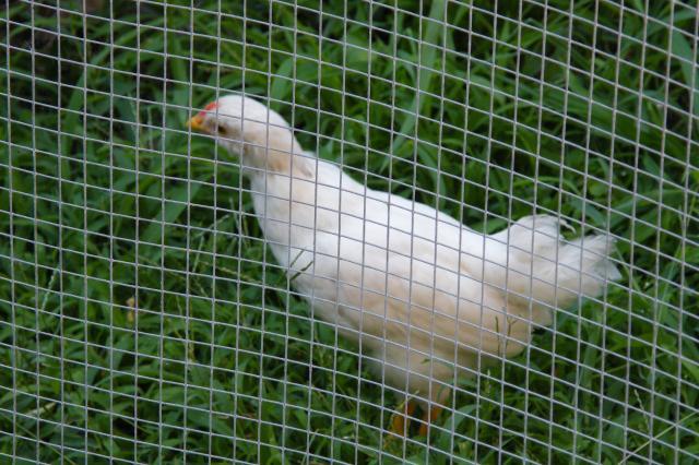 84736_daylillies_and_chickens_2011023.jpg