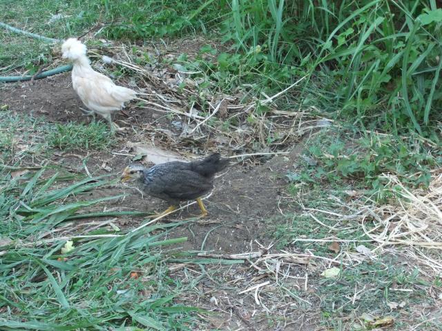 84736_dscf1711.jpg