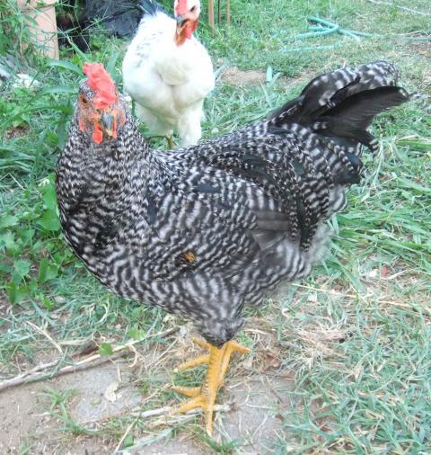 84736_rocky.jpg
