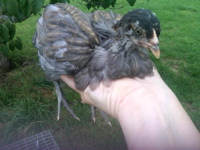 84747_pullet_052311.jpg