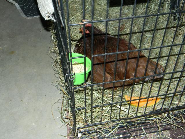 84752_dscn0262.jpg
