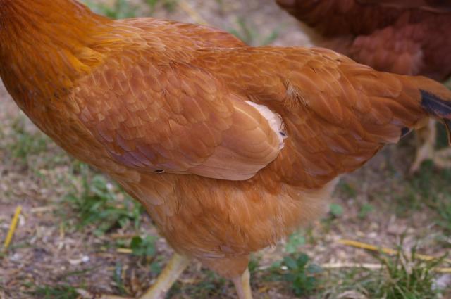84766_fiddle_feathers_2011.jpg