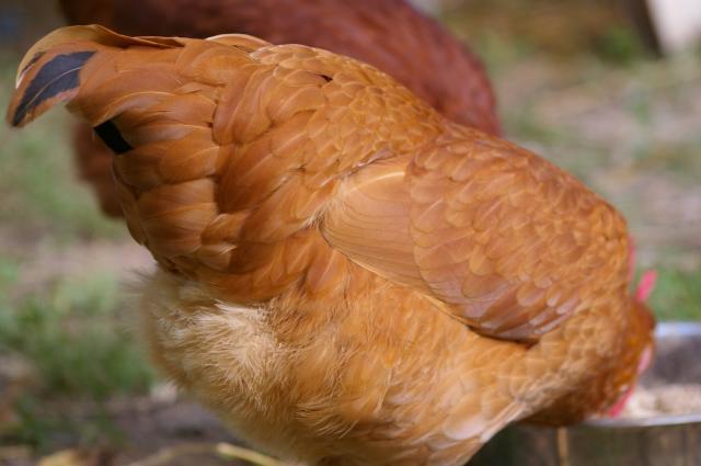 84766_fiddle_feathers_july.jpg