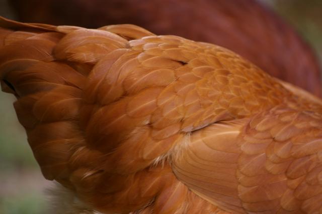 84766_fiddle_feathers_july_2011.jpg