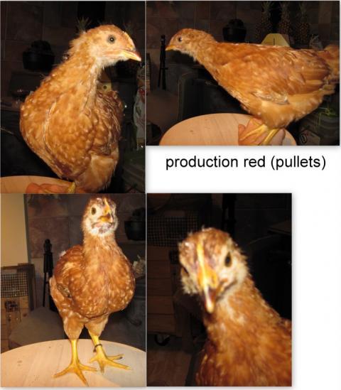 84811_pr.jpg