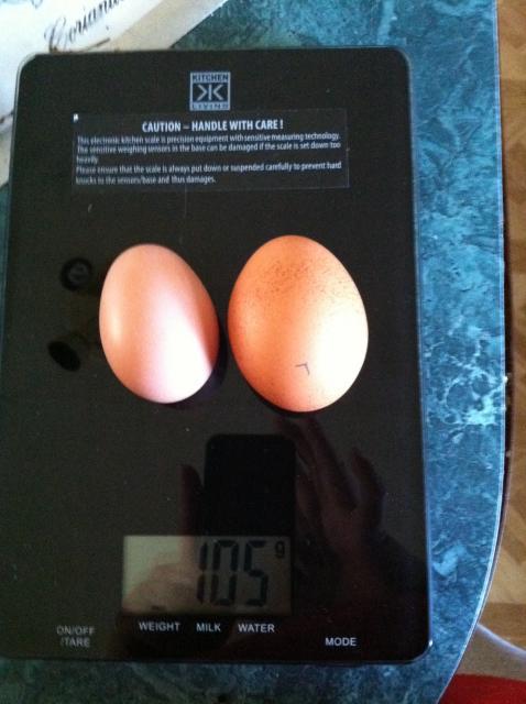 84849_first_egg_next_to_large_egg.jpg