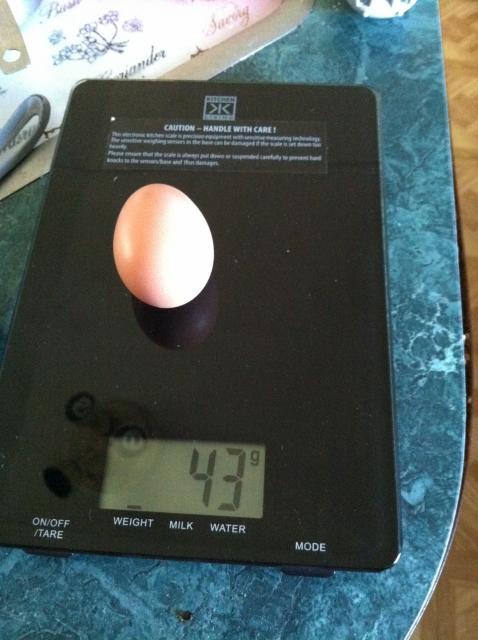 84849_sugar_or_spice_first_egg.jpg