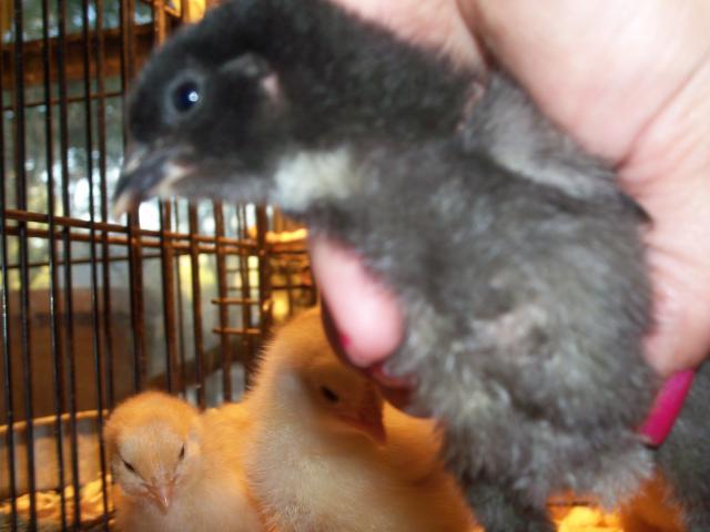 84869_100_0488.jpg