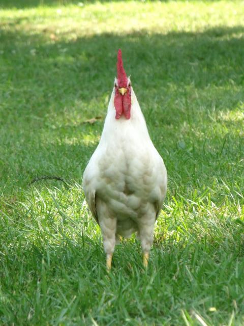 84875_colonel_sanders.jpg