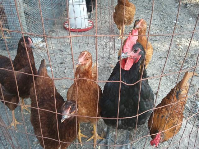84912_2011-08-13_170408.jpg