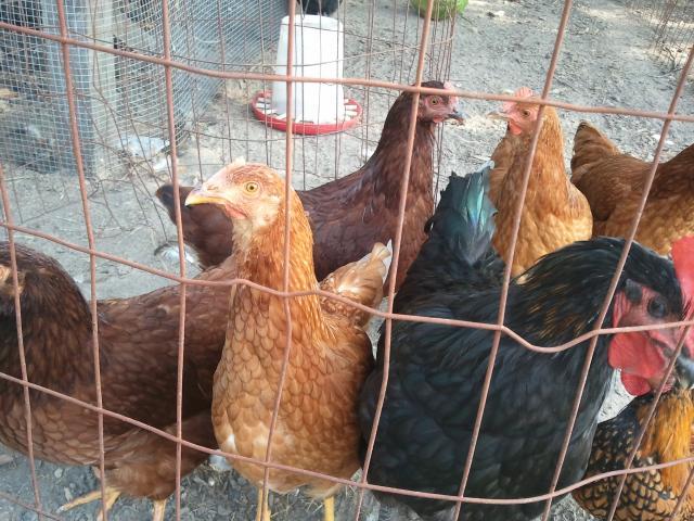 84912_2011-08-13_170421.jpg