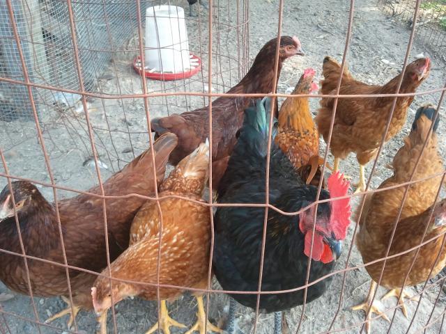 84912_2011-08-13_170426.jpg