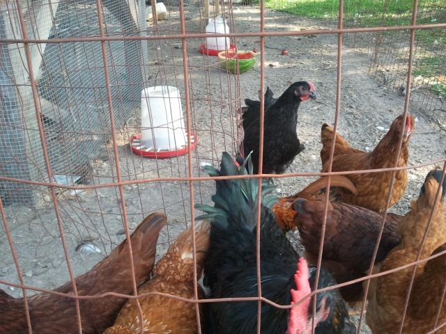84912_2011-08-13_170432.jpg
