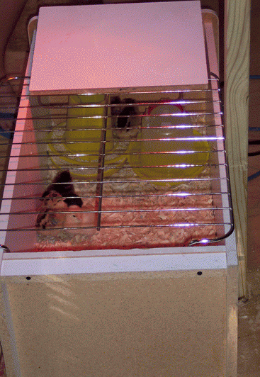 84944_chicks2.png