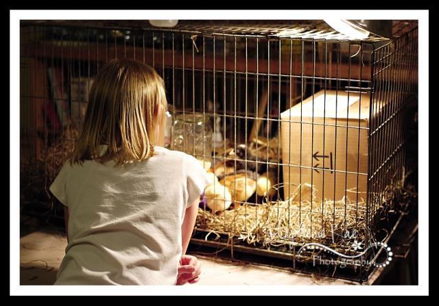 85064_chickens_1_of_8.jpg