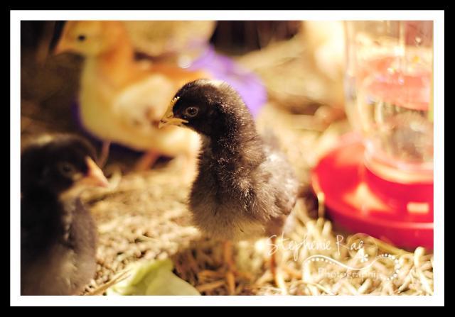 85064_chickens_5_of_8.jpg