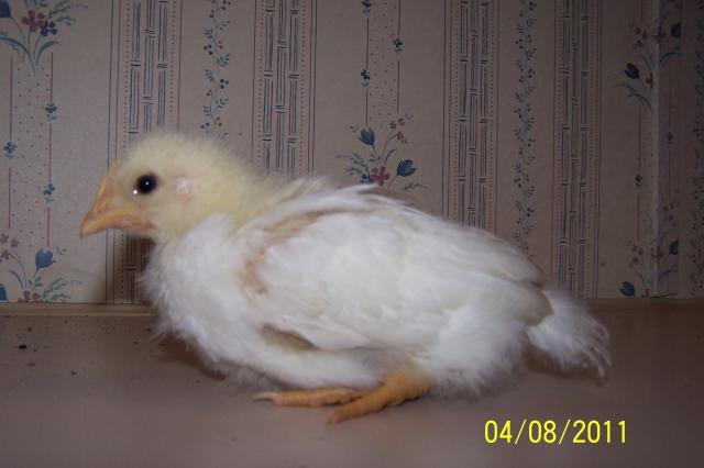 85084_chick.jpg