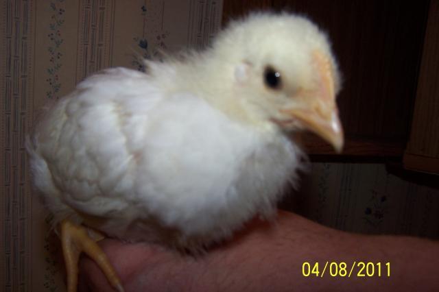 85084_chick3.jpg