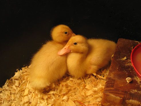 85144_ducklings3.jpg