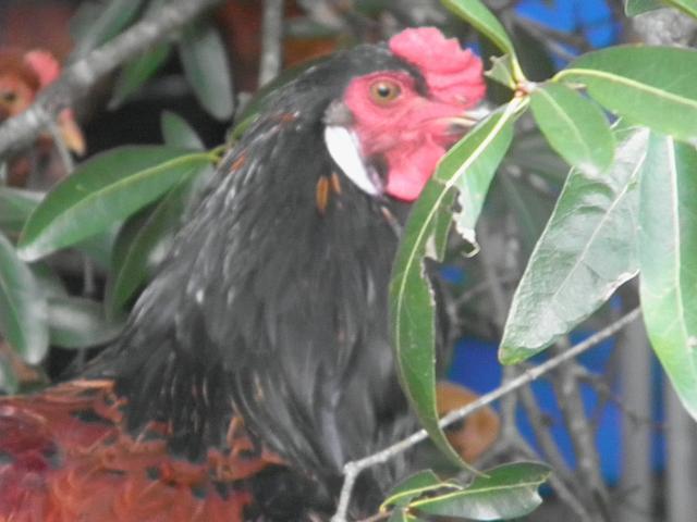 85183_052.jpg
