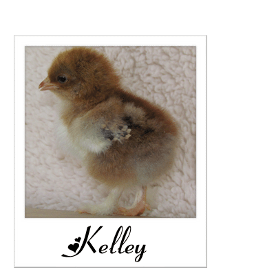 85262_kelley_copy.gif