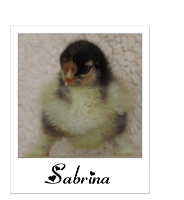 85262_sabrina.gif