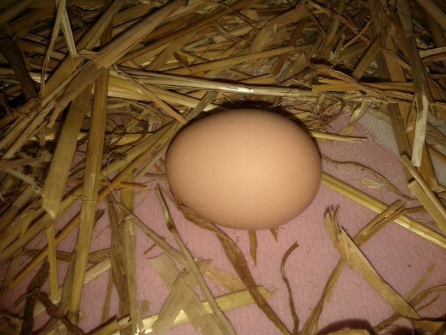 85309_first_egg_in_nest.jpg