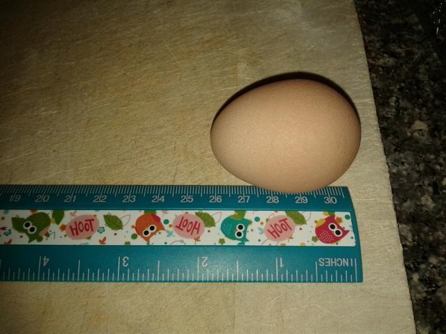 85309_the_first_egg.jpg