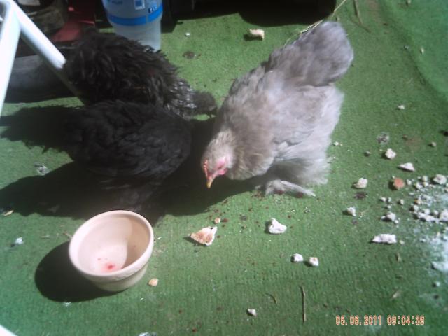 85357_chick_pics.jpg