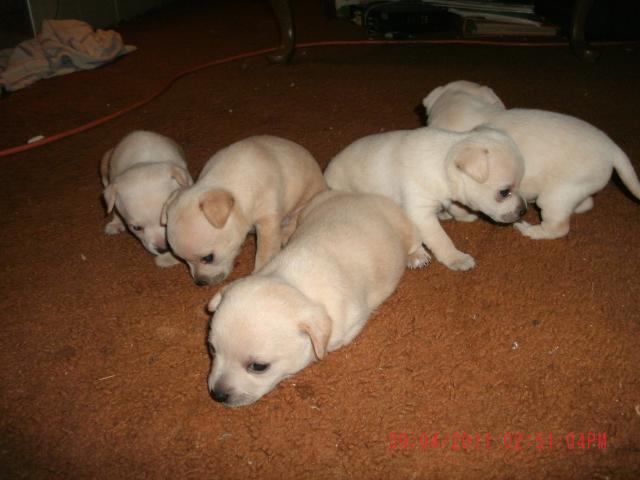 85357_popspups_1.jpg