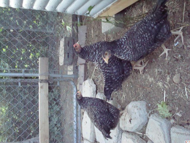 8536_dsc00055.jpeg