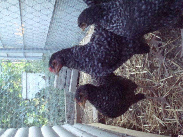 8536_dsc00057.jpeg