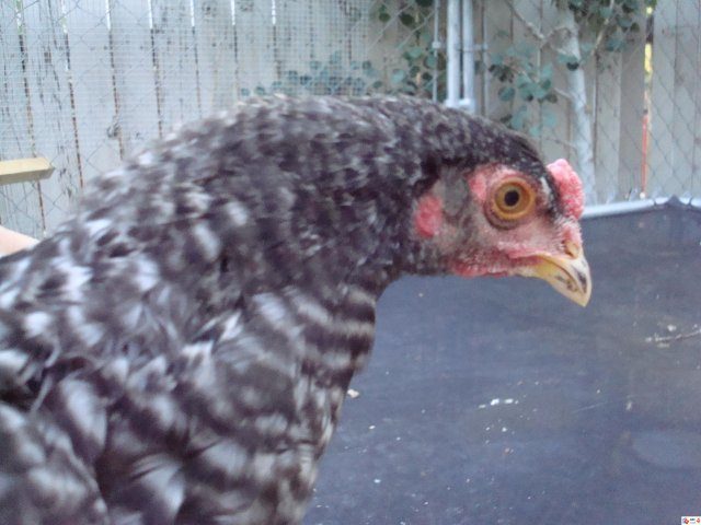 8536_dsc00059.jpeg