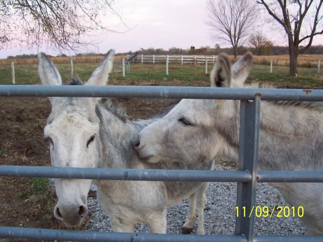 8537_donkey_and_beulah_005.jpg