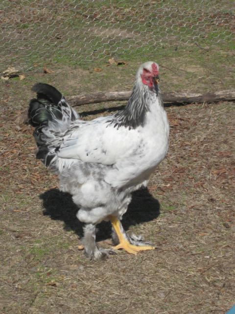 85387_brahma_rooster_101911.jpg