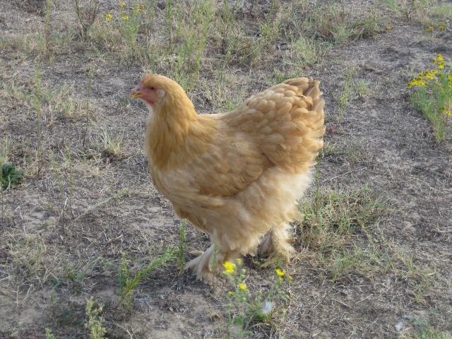 85387_buff_cochin_hen.jpg