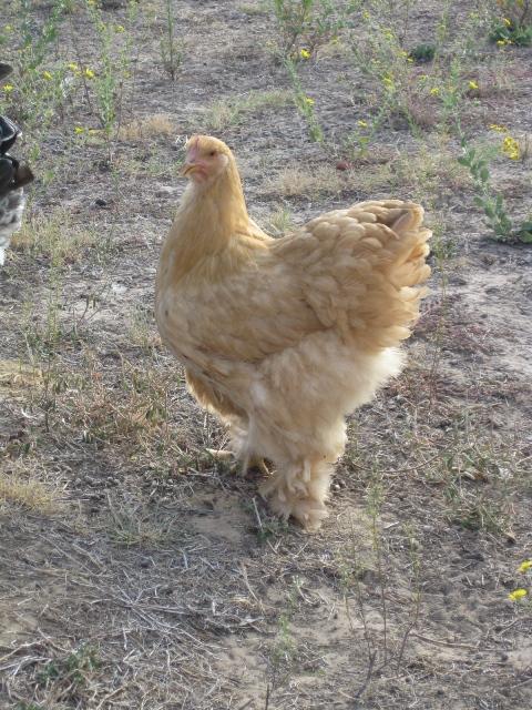 85387_buff_cochin_hen_2.jpg