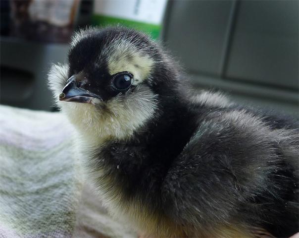 85396_ameraucana_1.jpg