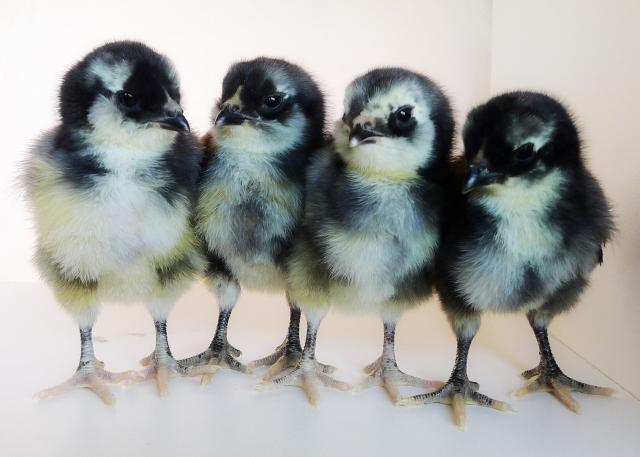 85396_ameraucana_group_2.jpg