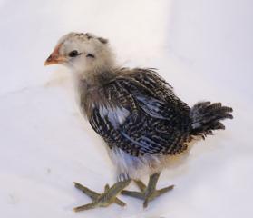 85396_chicky_chick_1.jpg