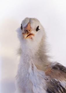85396_chicky_chick_2.jpg