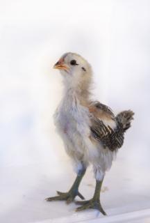85396_chicky_chick_3.jpg