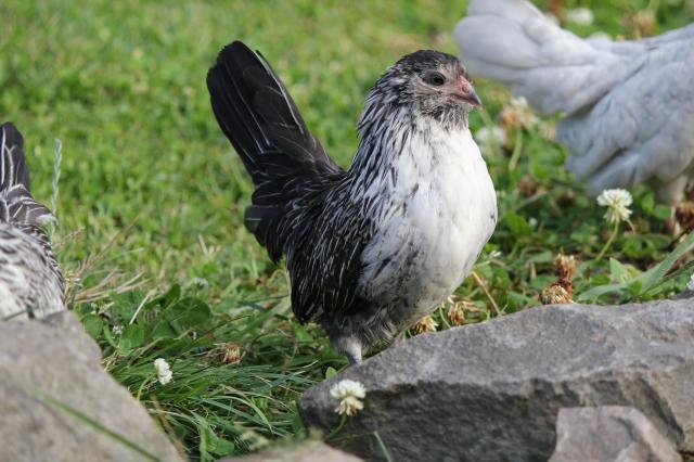 85416_silver_quail_female_1.jpg
