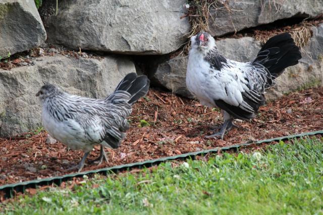 85416_silver_quail_pair_1.jpg
