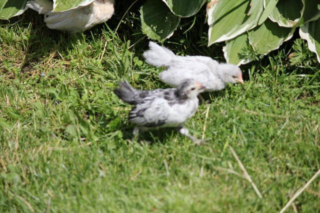 85416_silverlavender.jpg