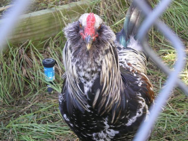 85475_imgp1129.jpg