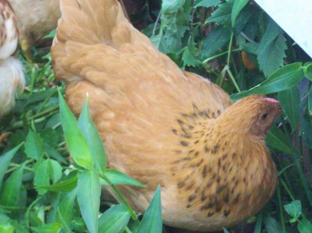 85493_101_1411.jpg