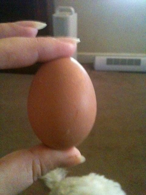 85493_our_first_egg_oct_4th.jpg