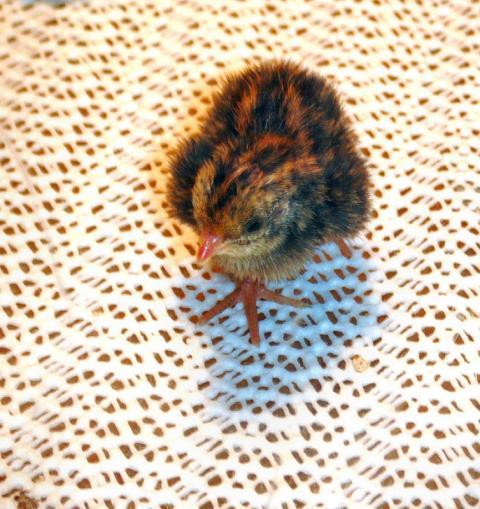 85545_chick.jpg