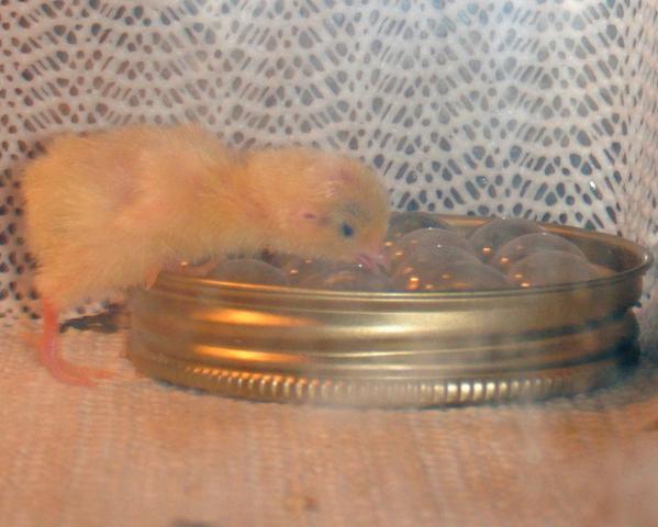 85545_chick13.jpg